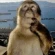 Avatar de raccoon_fabrica